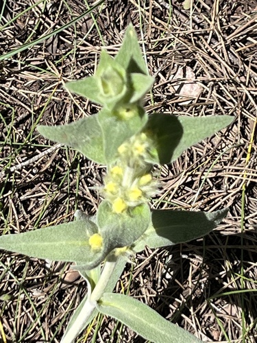 Avistamiento Phlomis lychnitis