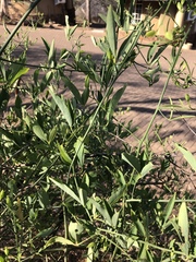 Maerua juncea crustata