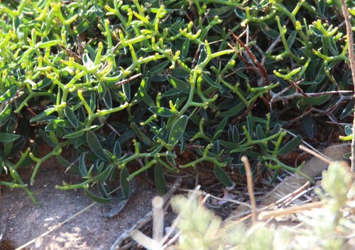 Anthyllis hystrix, photograph 2