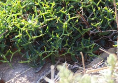 Anthyllis hystrix, photograph Bastien Le Mort, CC BY, iNaturalist via GBIF