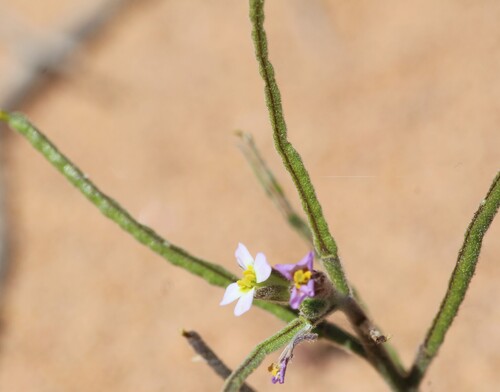 Image of Maresia nana by (c) Bastien Le Mort, some rights reserved (CC BY)