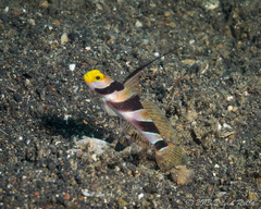 Stonogobiops nematodes