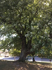Acer saccharinum
