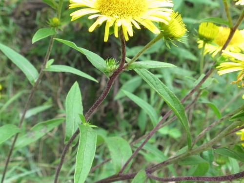 Image of Inula japonica by (c) Repina Tatyana, some rights reserved (CC BY)
