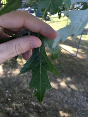 Acer saccharinum