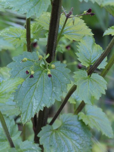 Mediterranean figwort (Scrophularia peregrina)