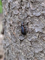 Carabus vietinghoffii