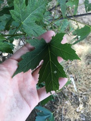 Acer saccharinum