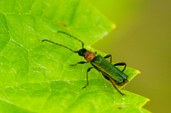 Callimus abdominalis