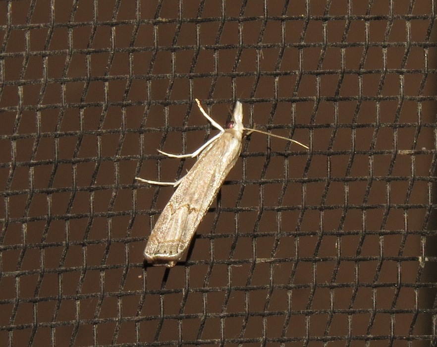 Parapediasia