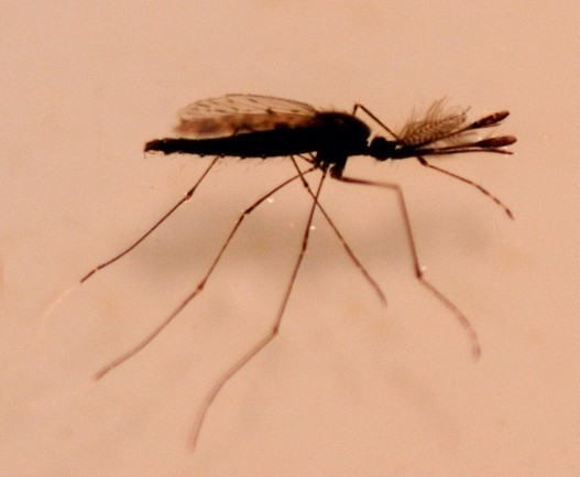 Anopheles darlingi
