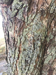 Acer saccharinum