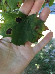 Acer platanoides