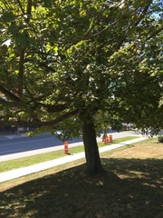 Acer platanoides