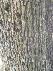 Acer platanoides