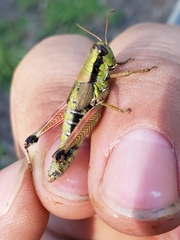 Melanoplus digitifer