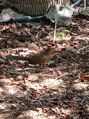 Morococcyx erythropygus