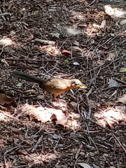 Morococcyx erythropygus