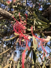 Plicosepalus amplexicaulis