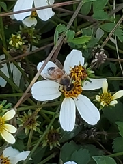 Apis mellifera