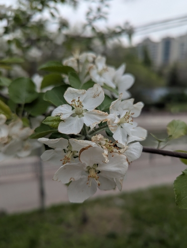 Image of Malus sieversii by (c) Islam Galymzhanov, some rights reserved (CC BY)