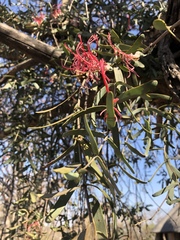 Plicosepalus amplexicaulis