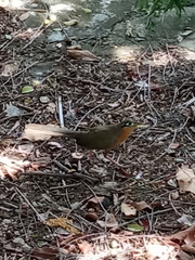 Morococcyx erythropygus