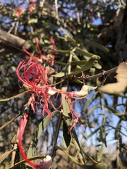 Plicosepalus amplexicaulis