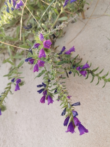 Image of Echium sabulicola by no rights reserved