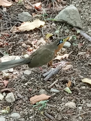 Morococcyx erythropygus