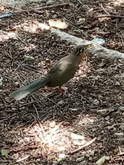 Morococcyx erythropygus