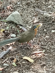 Morococcyx erythropygus