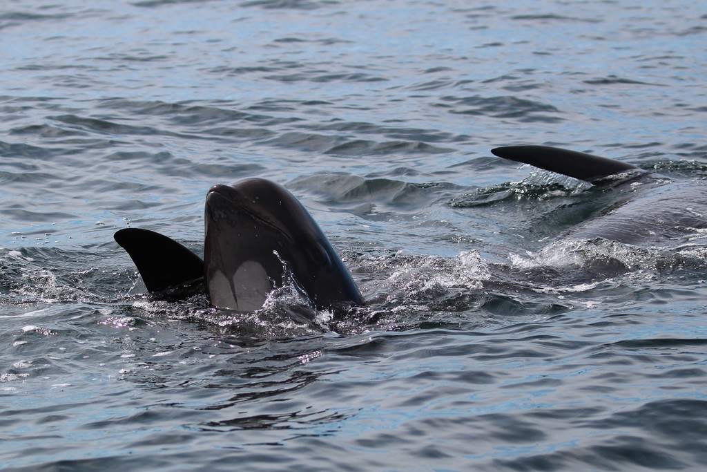 Long-finned pilot whales surfacing close together in calm sea