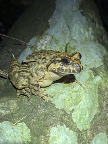 Giant Spiny Frog