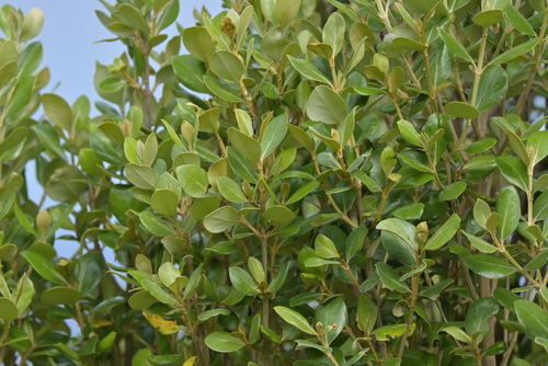 Image of Olearia traversiorum by (c) Christopher Stephens, some rights reserved (CC BY-SA)