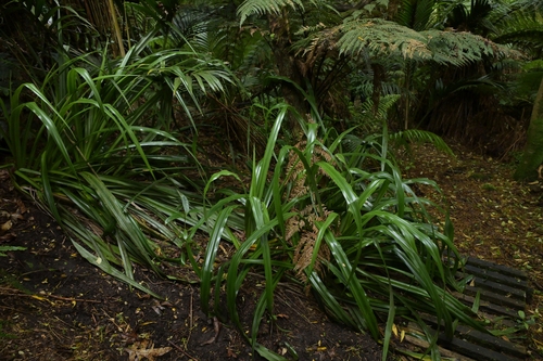 Astelia chathamica, photograph 4