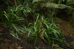 Astelia chathamica, photograph (c) Christopher Stephens, some rights reserved (CC BY-SA)