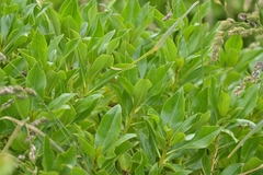 Myoporum semotum, photograph (c) Christopher Stephens, some rights reserved (CC BY-SA)