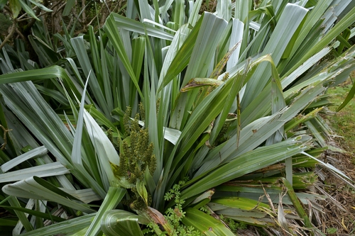Astelia chathamica, photograph 3
