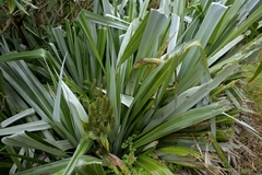Astelia chathamica, photograph (c) Christopher Stephens, some rights reserved (CC BY-SA)