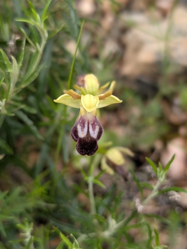 Image of Ophrys omegaifera by (c) Viktor, some rights reserved (CC BY)