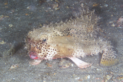 Polka-Dot Batfish photo 2