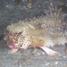Polkadot Batfish - Photo (c) Kevin Bryant, some rights reserved (CC BY-NC-SA)