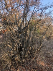 Sesamothamnus lugardii