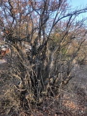 Sesamothamnus lugardii