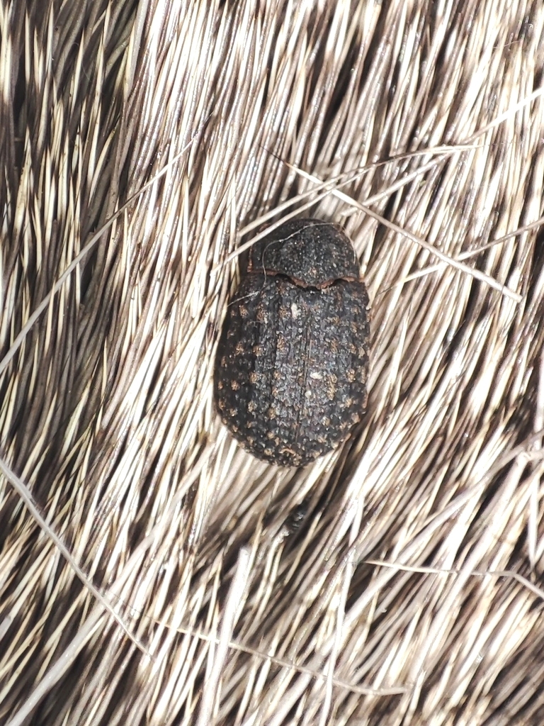 Trox sabulosus sabulosus