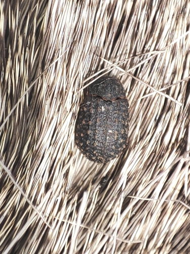 Trox sabulosus sabulosus