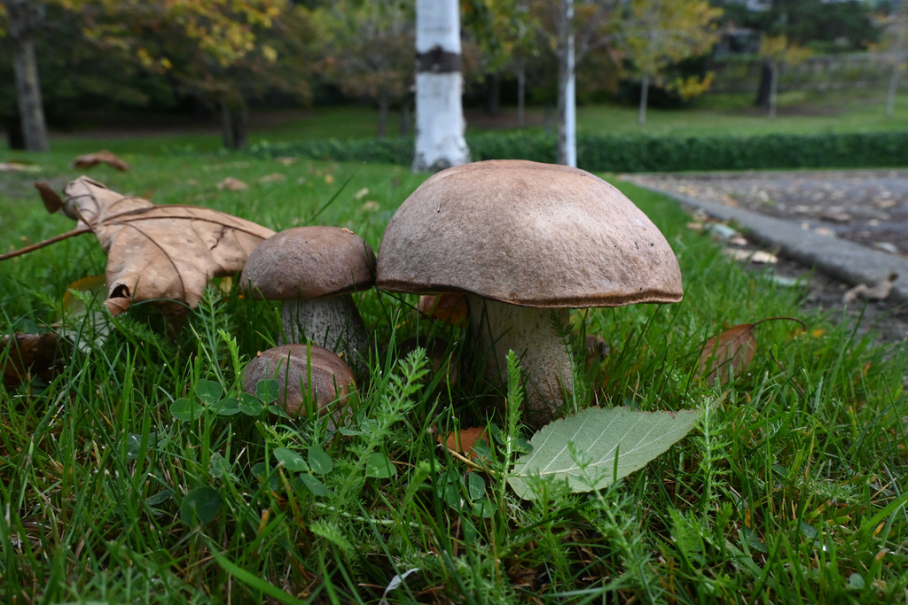 Leccinum scabrum · April 2025 · photo: © jon_sullivan (iNaturalist, cc-by)