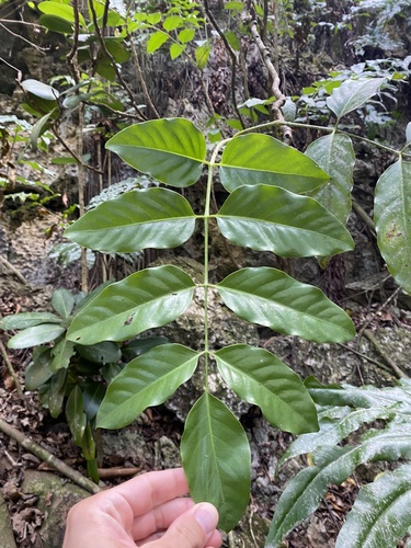 Polyscias macgillivrayi observed 2025-04-18