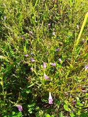 Agalinis neoscotica